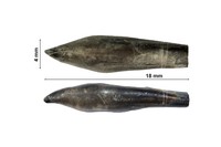 hybridus juvénile